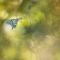 Machaon (Papilio machaon)