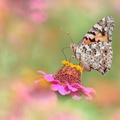 Belle-Dame (Vanessa cardui)