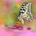 Machaon (Papilio machaon)