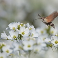 Moro-sphinx (Macroglossum stellatarum)