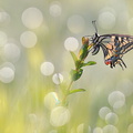 Machaon (Papilio machaon)