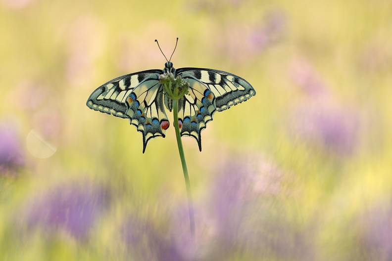 2017-04-24-Machaon-s3-(13-ret).jpg