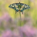 Machaon (Papilio machaon)