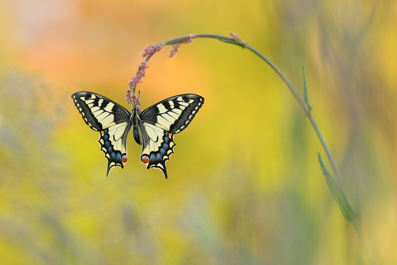 2017-04-24-Papillon-Machaon-s1-(13-ret).jpg