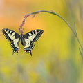 Machaon (Papilio machaon)