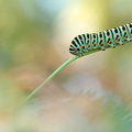 Machaon (Papilio machaon)