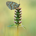 Mélitée des centaurées (Melitaea phoebe)