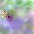 Apollon (Parnassius apollo)