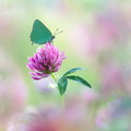 Thécla de la ronce (Callophrys rubi)