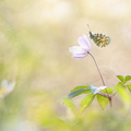 Aurore (Anthocharis cardamines)