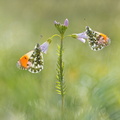 Aurore (Anthocharis cardamines)