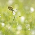 Aurore (Anthocharis cardamines)