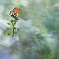 Aurore (Anthocharis cardamines)