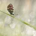 Aurore (Anthocharis cardamines)