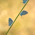 Azuré commun (Polyommatus icarus)