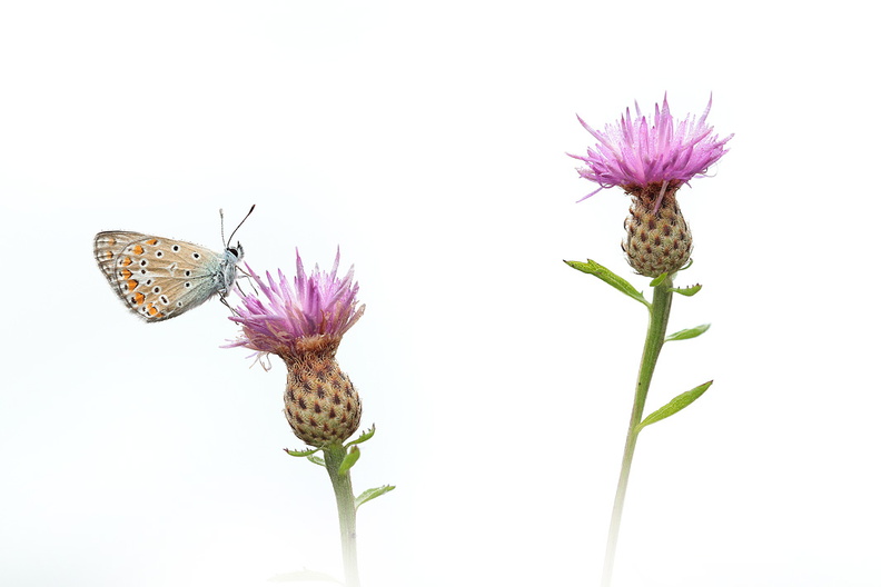 Macro-Papillon-Azuree-HighKey-Fleurs-2019-08-26-(5-retblanc).jpg