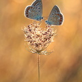 Azuré commun (Polyommatus icarus)