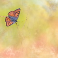 Cuivré mauvin (Lycaena alciphron) mâle