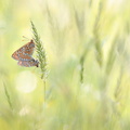 Damier de la Succise (Euphydryas aurinia)