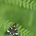 Écaille marbrée (Callimorpha dominula)