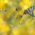 Flambé (Iphiclides podalirius)