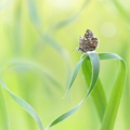Hespérie faux-tacheté (Pyrgus malvoides)
