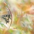 Machaon (Papilio machaon)