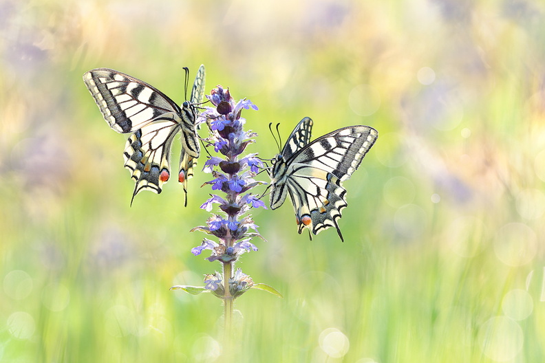 Macro-Papillon-Machaon-Duo-2020-04-10-(23-ret4).jpg