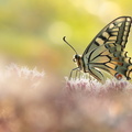 Machaon (Papilio machaon)