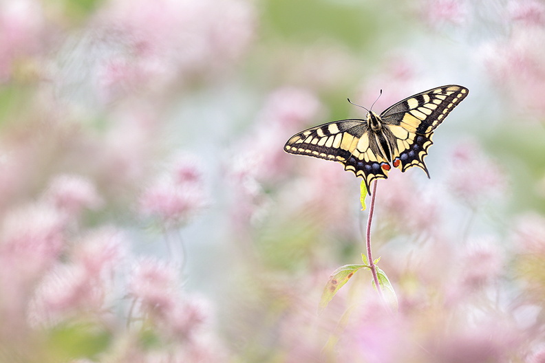 Macro-Papillon-Machaon-Fleur-20210822-(1-ret).jpg