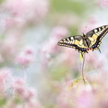 Machaon (Papilio machaon)