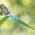 Machaon (Papilio machaon)