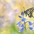 Machaon (Papilio machaon)