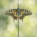 Machaon (Papilio machaon)