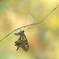 Machaon (Papilio machaon)