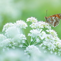 Mélitée des centaurées (Melitaea phoebe)