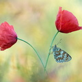Mélitée des centaurées (Melitaea phoebe)