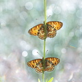 Mélitée des centaurées (Melitaea phoebe)