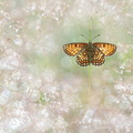 Mélitée des scabieuses (Melitaea parthenoides)