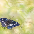 Sylvain azuré (Limenitis reducta)