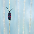 Zygène du trèfle (Zygaena trifolii)