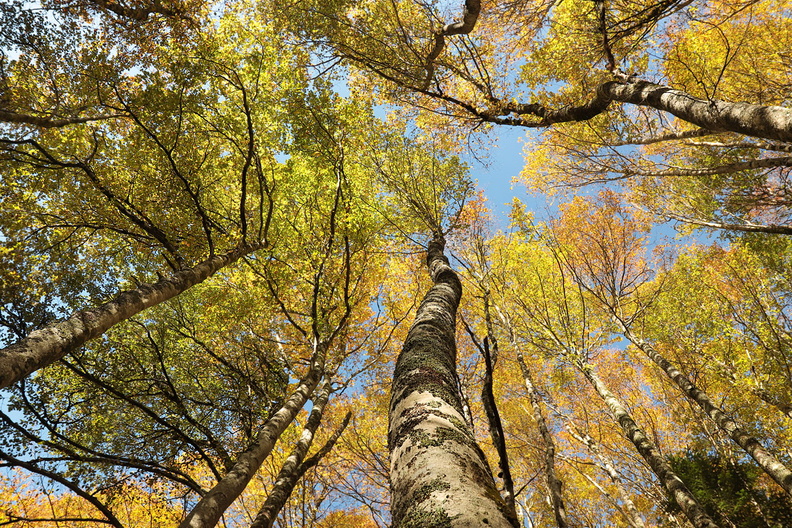 Paysage-Pyrenees-Aspe-Foret-Hetres-Ansabere-2019-10-25-(5).jpg