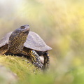Cistude d'Europe (Emys orbicularis) mâle
