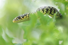 Couleuvre verte et jaune (Hierophis viridiflavus)