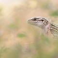 Lézard vivipare (Zootoca vivipara)