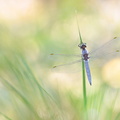 Orthétrum brun (Orthetrum brunneum) mâle