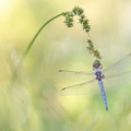 Orthétrum brun (Orthetrum brunneum) mâle
