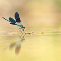 Caloptéryx occitan (Calopteryx xanthostoma) mâle