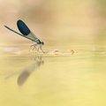 Caloptéryx occitan (Calopteryx xanthostoma) mâle