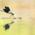 Caloptéryx occitan (Calopteryx xanthostoma) mâle